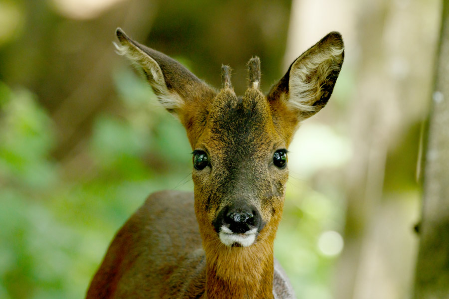 AYURVEDA FRANCE - Chevreuil mon ami ! - Chroniques
